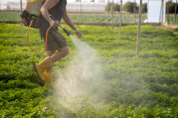Best Pest Removal Services  in Floresville, TX