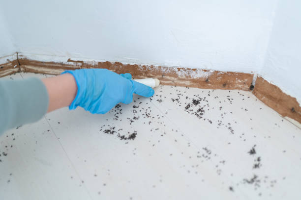 Best Wasp Removal Services  in Floresville, TX